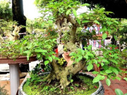 Nhà đẹp - Cách trồng cây sung tại nhà xanh tốt, thu hút may mắn, tài lộc