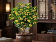Nhà đẹp - 4 cây cảnh giá rẻ, thơm phức nên trồng trong mùa thu, nhà sạch, người khoẻ, phúc khí nhiều, tài lộc lắm