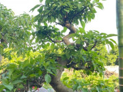 Nhà đẹp - Loại lá vừa làm rau làm thuốc, giá 220.000 đồng/kg, vào chậu làm bonsai giá tiền triệu, trồng một chậu nhà không giàu cũng quý