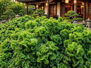 Nhà đẹp - 3 cây cảnh trấn trạch nhà giàu thích nhất, tươi xanh quanh năm, bảo vệ gia đình, giữ bình an, vun tài lộc
