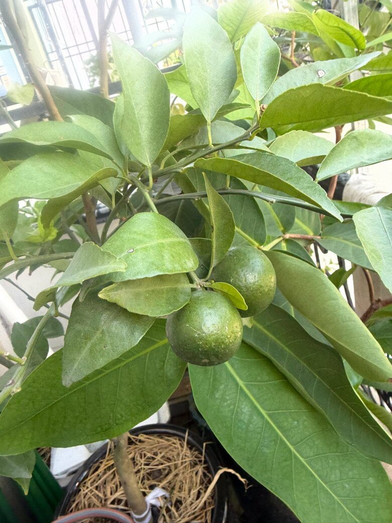 Cây quýt đường trồng trong chậu cũng đã bắt đầu cho ra những quả xanh đầu tiên, hứa hẹn những trái mọng nước. Khả năng chọn giống và mát tay chăm sóc cây của Hồ Bích Trâm khiến nhiều người trầm trồ.