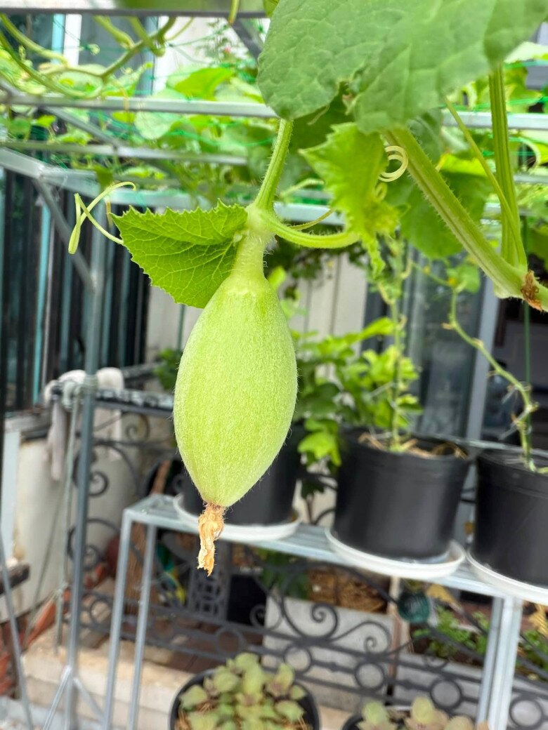 Niềm vui sướng của Hồ Bích Trâm với khu vườn sân thượng, nhìn dàn dưa lưới mà đã mắt - 6