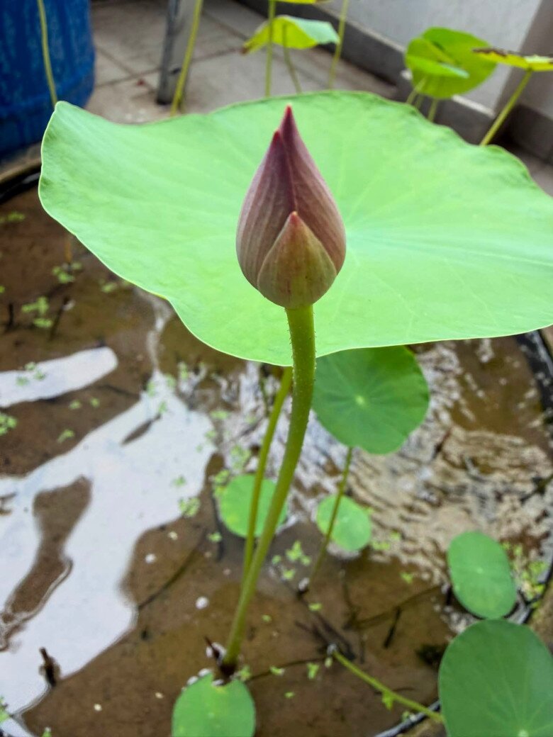 Góc tĩnh lặng của khu vườn với một chậu hoa sen đang chúm chím nụ, vươn cao đón nắng. Sự xuất hiện của sen mang đến nét mộc mạc, bình yên cho không gian sống giữa lòng thành phố ồn ào.