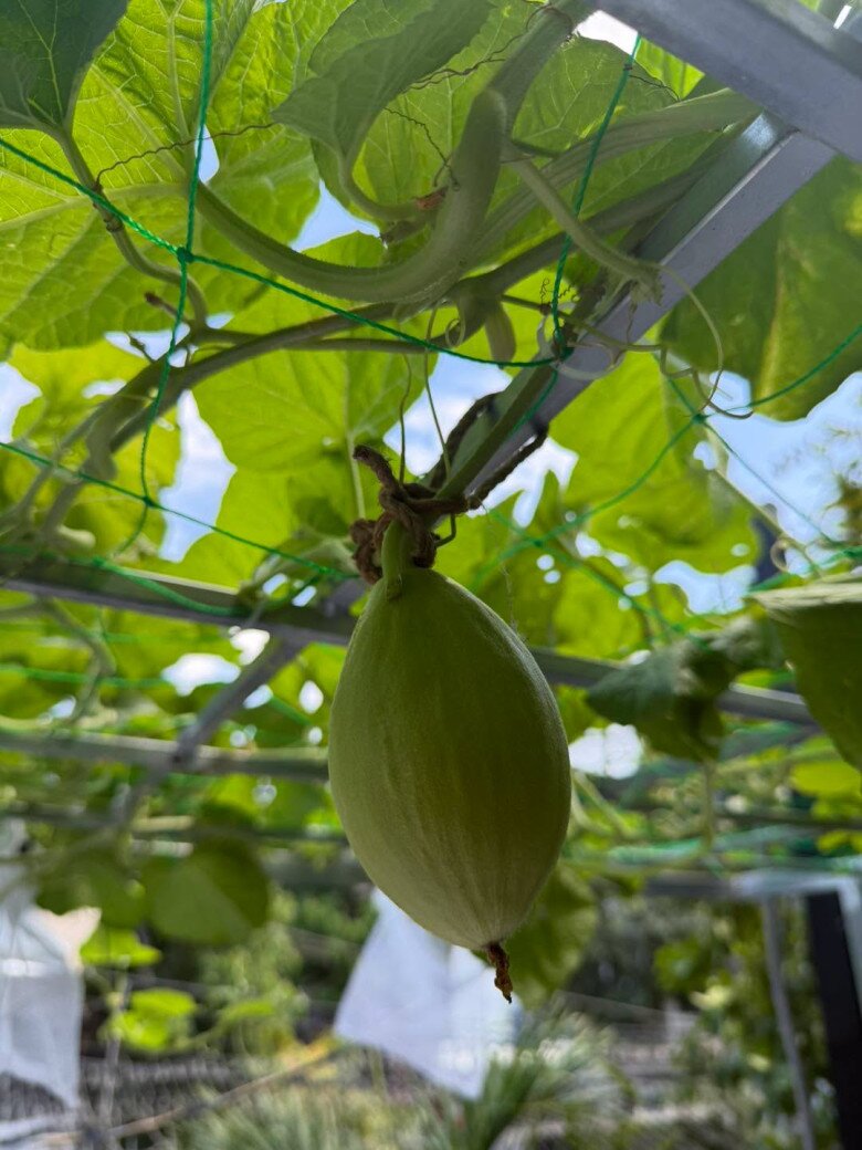 Trồng dưa lưới trên sân thượng đòi hỏi kỹ thuật chăm bón và tưới tiêu khá tỉ mỉ, nhưng nhìn quả lớn nhanh thế này thì mọi vất vả đều xứng đáng.