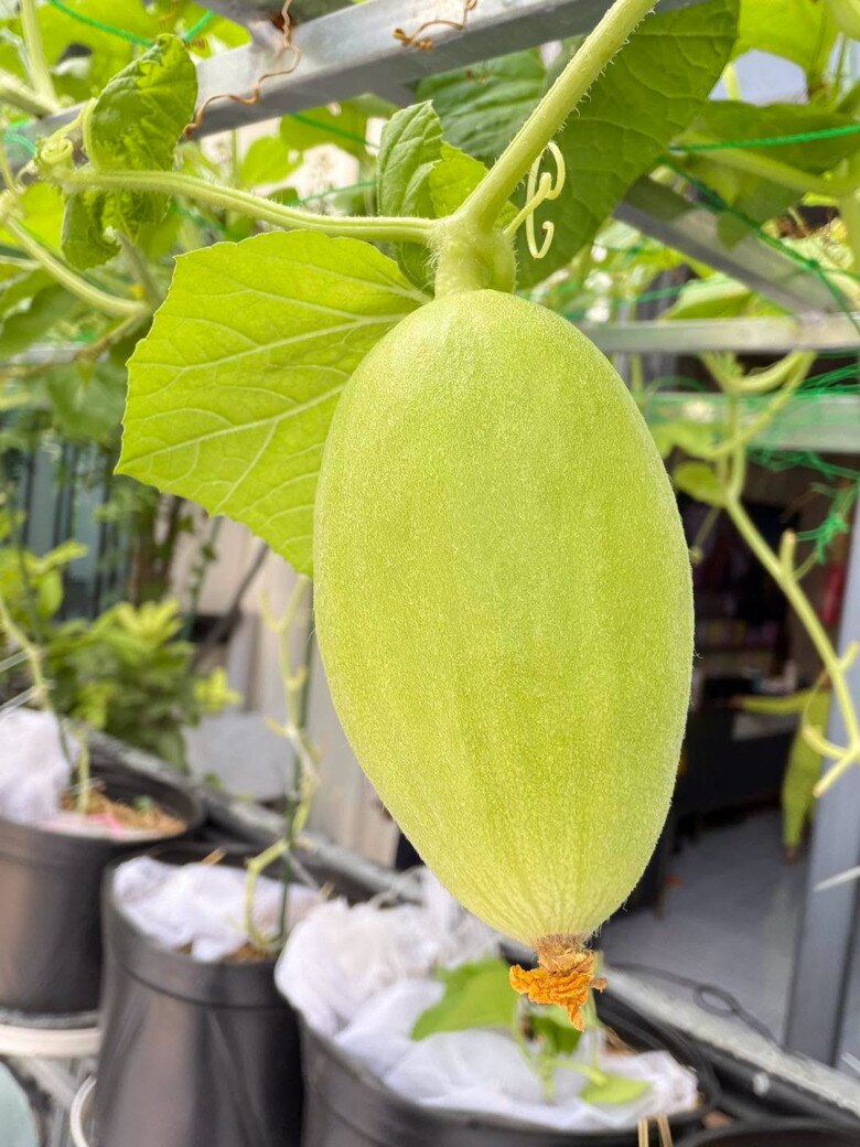 Niềm vui của một nông dân chính hiệu hiện rõ khi mỗi sáng, mỗi chiều được tận mắt chứng kiến sự thay đổi, lớn lên từng chút một của thành quả lao động.