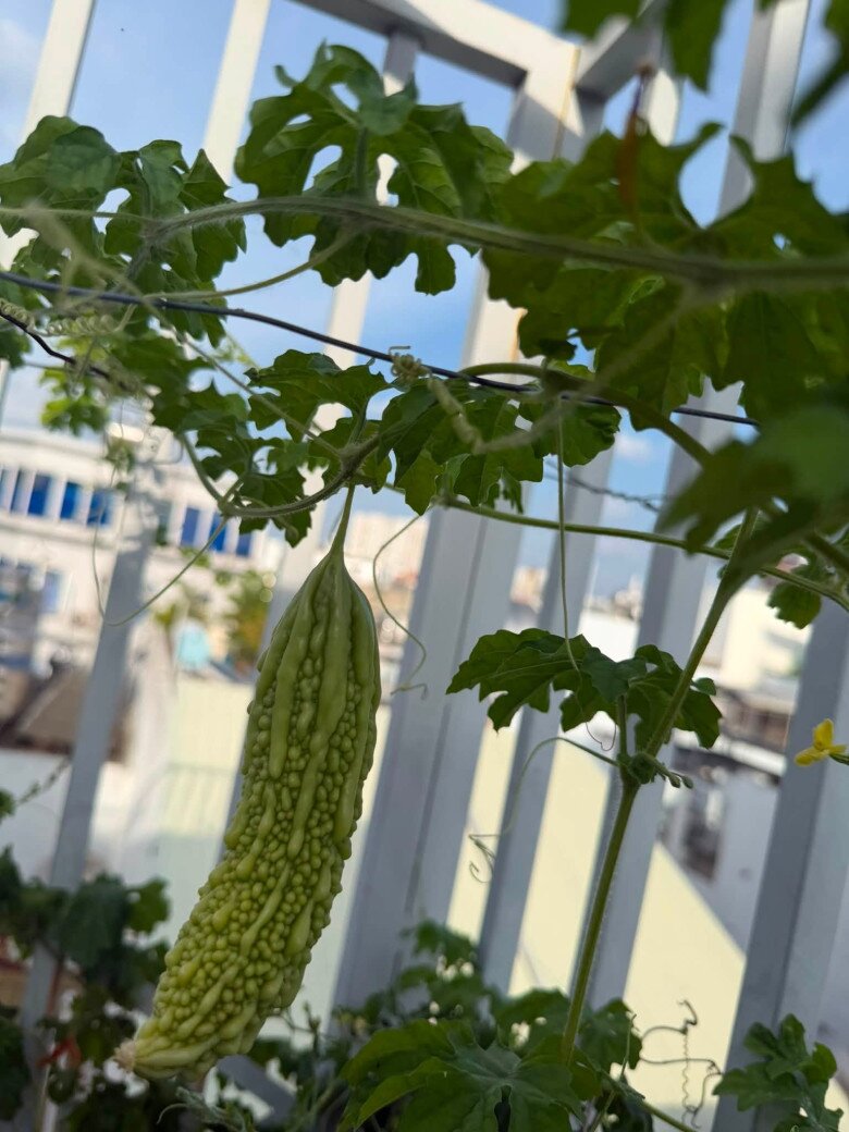 Trái khổ qua (mướp đắng) thuôn dài, gai đều tăm tắp buông thõng bên thành ban công lộng gió. Những món ăn gia đình thanh mát từ nguồn rau quả tự tay trồng luôn là điều tuyệt vời nhất mà khu vườn mang lại.