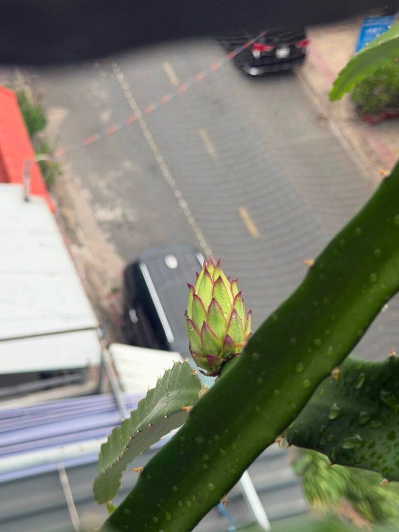 Niềm vui sướng của Hồ Bích Trâm với khu vườn sân thượng, nhìn dàn dưa lưới mà đã mắt - 12