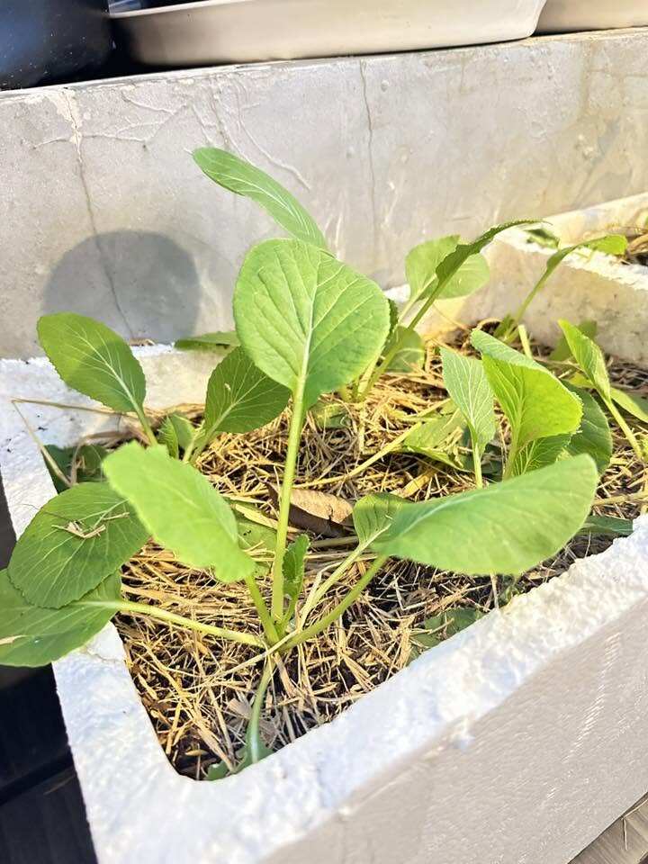 Niềm vui sướng của Hồ Bích Trâm với khu vườn sân thượng, nhìn dàn dưa lưới mà đã mắt - 18
