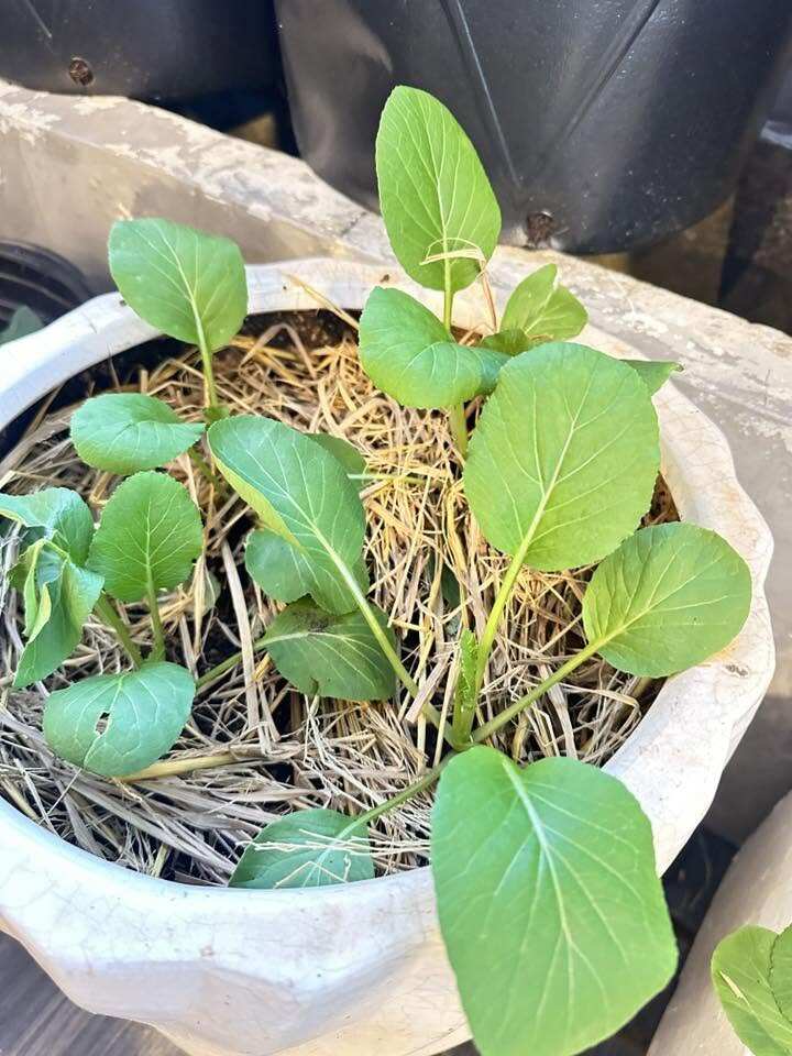 Niềm vui sướng của Hồ Bích Trâm với khu vườn sân thượng, nhìn dàn dưa lưới mà đã mắt - 23