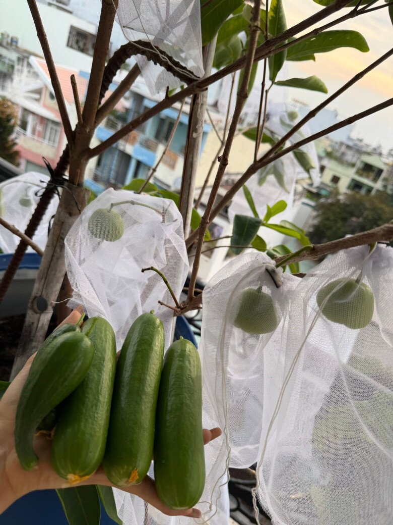Cô hào hứng chia sẻ thêm về vụ mùa thu hoạch liên tục của mình: “Dưa leo lại thu hoạch, còn nhiều lắm. Mận trái to rồi, táo mấy quả to, xà lách tươi tốt sao mà niềm vui nó đơn giản vậy trời”.
