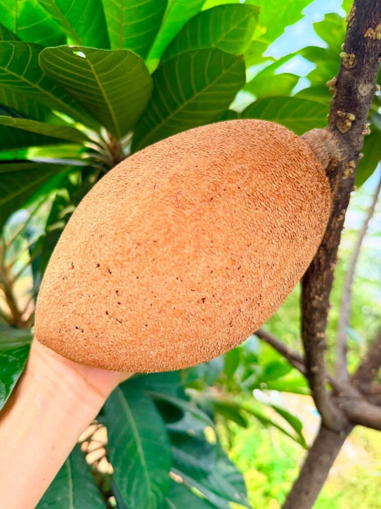 Mỹ Lệ từng khoe cận cảnh một trái hồng xiêm Mexico làm mọi người trầm trồ vì quá to. Cô chia sẻ rằng mỗi trái khoảng 1,5-2kg, ruột đỏ và còn gọi nó là viagra tự nhiên vì tác dụng với sức khỏe.