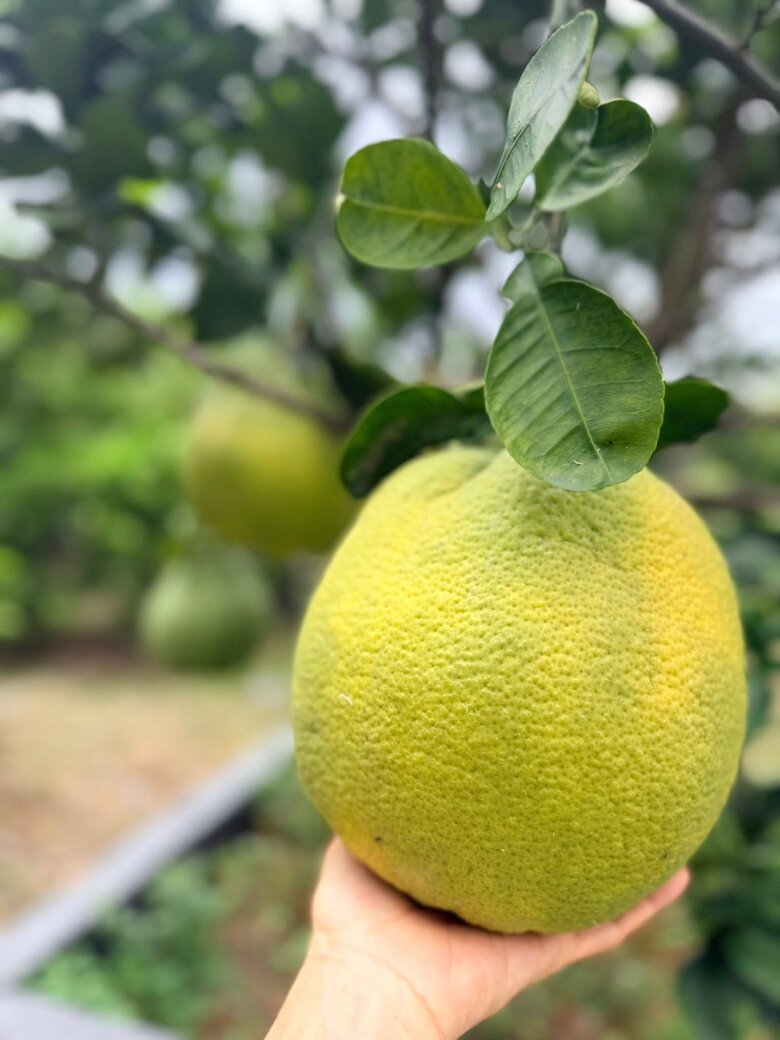 Cây bưởi sai trĩu cành với những quả to tròn khiến nữ ca sĩ không khỏi tự hào. Không gian vườn cây xanh mát là nơi chị tìm lại sự cân bằng sau những giờ làm việc căng thẳng.