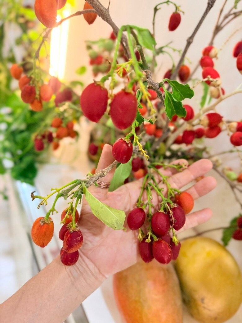 Cận cảnh chùm quả chín đỏ trĩu cành trên tay nữ ca sĩ. Với Mỹ Lệ, cảm giác tận tay chăm sóc và thu hoạch những thành quả từ lòng đất luôn mang lại niềm hạnh phúc giản dị mà vô giá.