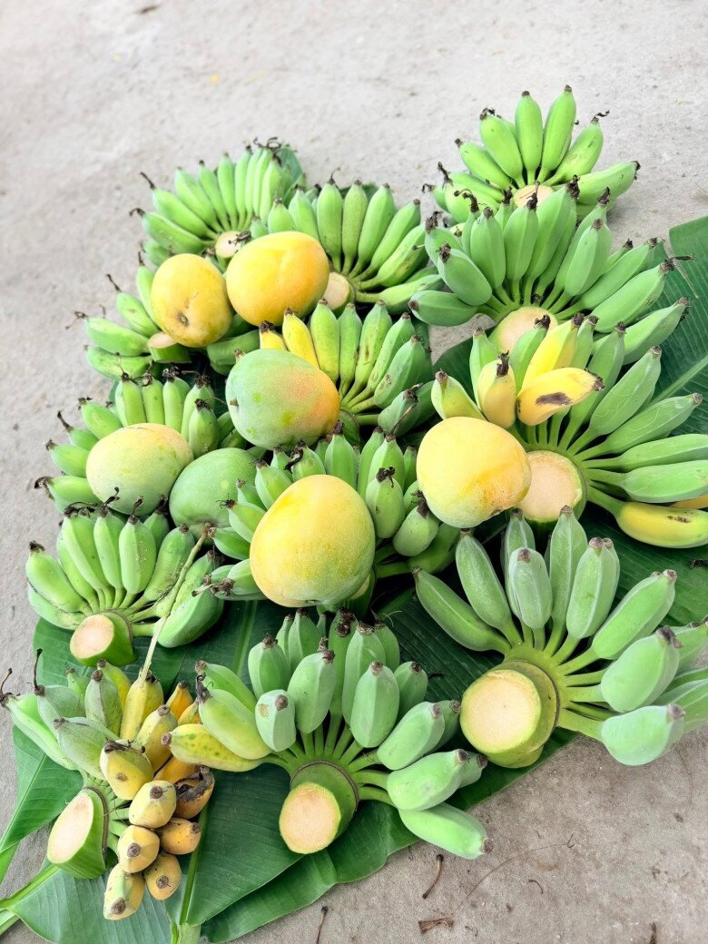 Những nải chuối xanh tươi tắn xen lẫn các quả xoài chín vàng ruộm được xếp gọn gàng trên thảm lá chuối tươi. Thành quả lao động miệt mài luôn mang đến cho chủ nhân niềm hân hoan khó tả.