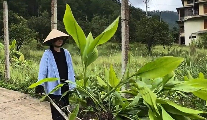 Nữ diễn viên tự tay đẩy xe rùa chở cây giống đi trồng khắp các góc vườn. Hình ảnh mộc mạc, chăm chỉ của cô nhận được nhiều sự yêu mến từ người hâm mộ. Dù công việc vất vả, Oanh Kiều luôn cảm thấy hạnh phúc khi được hòa mình cùng cây cỏ.