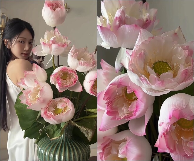 Góc chụp cận cảnh cho thấy sự kết hợp hoàn hảo giữa sắc hồng pastel ngọt ngào của cánh hoa, sắc vàng tươi của nhụy và màu xanh mướt của lá sen. Từng bông hoa như những tác phẩm điêu khắc nhỏ, tỏa sáng rực rỡ và mang lại năng lượng an lành, thanh khiết cho góc phòng khách.