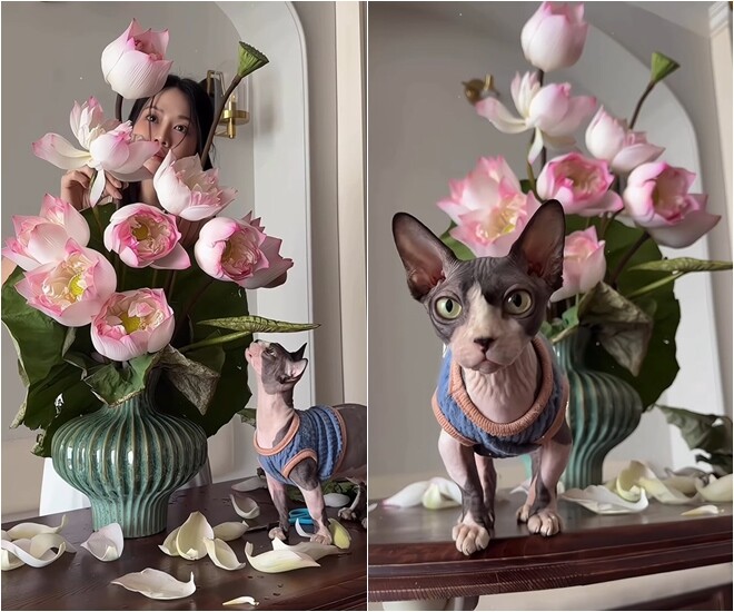 Bình sen bách diệp sau khi hoàn thành mang vẻ đẹp bề thế nhưng không kém phần mềm mại, làm bừng sáng góc nội thất gỗ trầm sang trọng. Khoảnh khắc chú mèo cưng cũng mê mẩn bình hoa càng làm tăng thêm nét bình yên, ấm áp và tràn đầy sức sống cho ngôi nhà đẹp của nữ diễn viên.