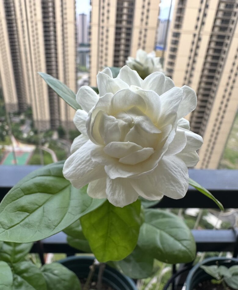 “Rolls-Royce của thế giới hoa nhài”, bông to như quả trứng gà, tỏa hương quanh năm, thơm hơn cả nước hoa - 2