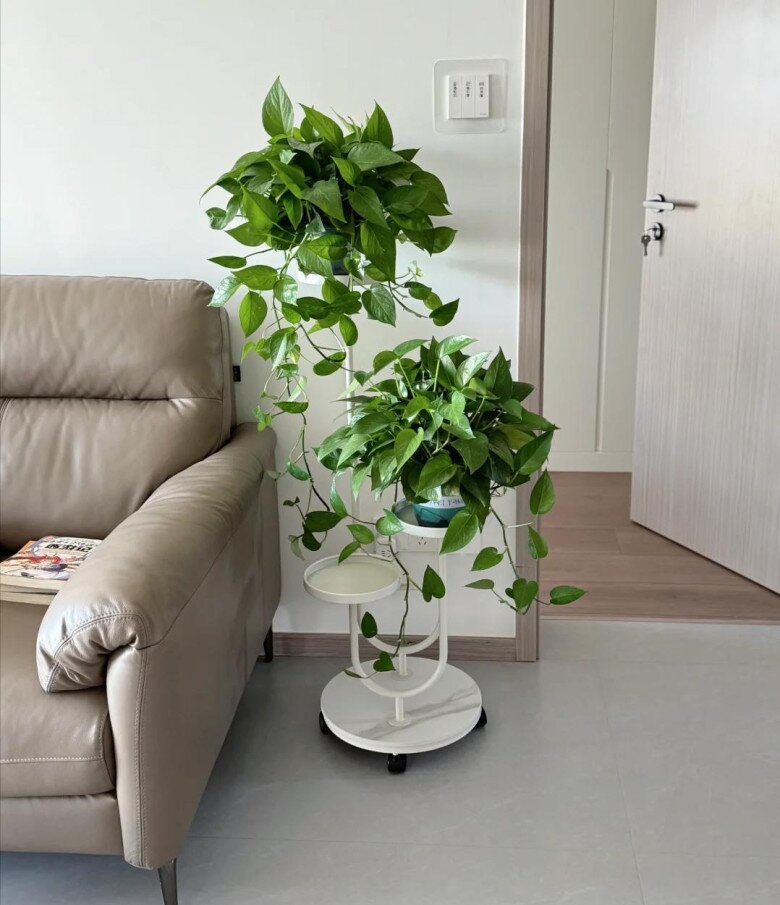 Trầu bà có một “công tắc nhỏ”, bật đúng cách cây lớn vù vù, cành vươn dài 2m, lá xanh mướt như bôi mỡ - 2