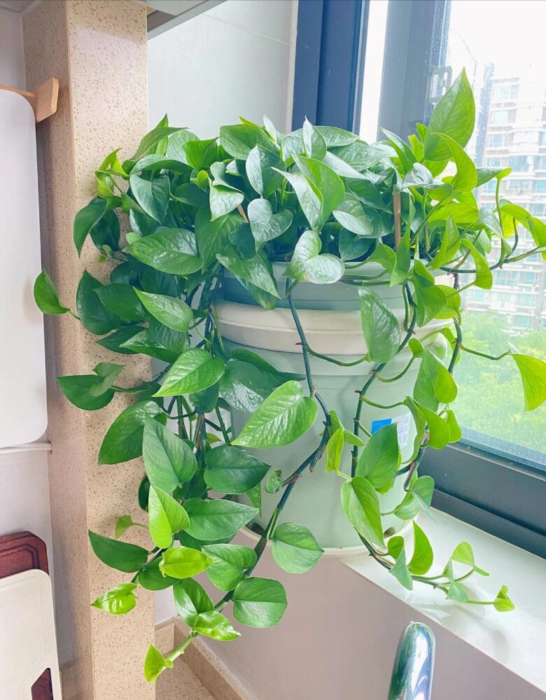 Trầu bà có một “công tắc nhỏ”, bật đúng cách cây lớn vù vù, cành vươn dài 2m, lá xanh mướt như bôi mỡ - 4