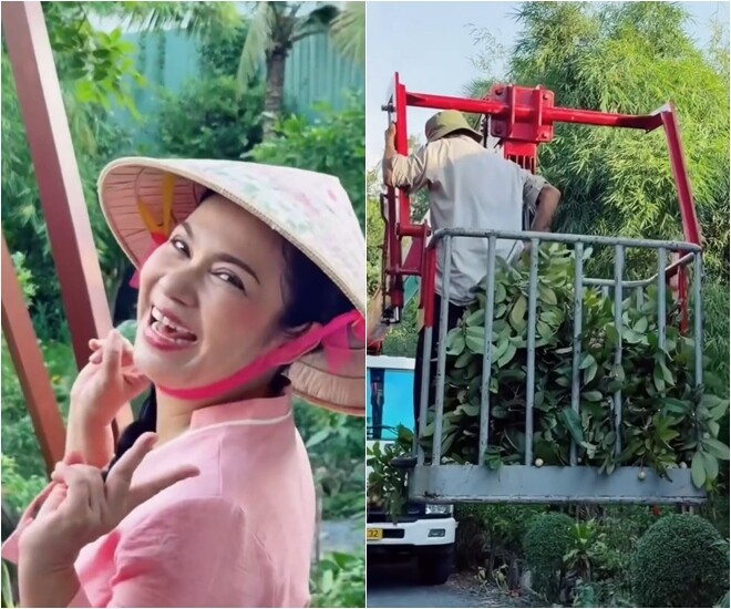 Diễn viên Việt Trinh diện trang phục áo bà ba hồng, đội nón lá rạng rỡ bên xe cẩu thu hoạch nhãn.