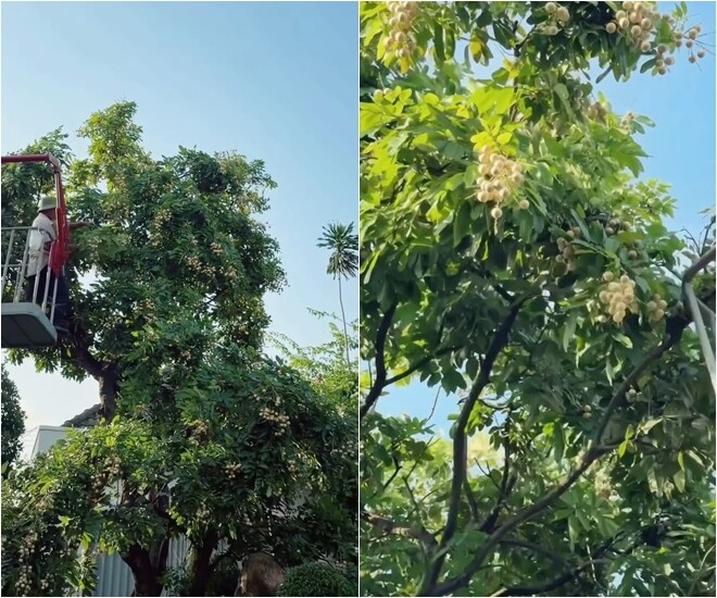 Vì cây nhãn quá cao và tán rộng, gia đình phải nhờ xe cẩu đưa người lên tận ngọn để hái từng chùm trái trĩu quả. Hình ảnh cây nhãn cổ thụ cao vút với vô số chùm quả chín vàng rực rỡ dưới ánh nắng. 