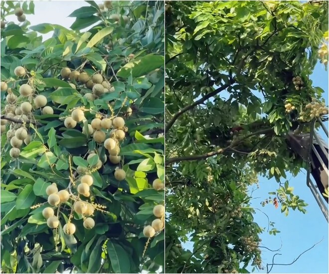 Thợ hái nhãn làm việc trên lồng cẩu, tỉ mẩn cắt từng cành nhãn đầy trái đem xuống đất. Nhìn từ dưới lên, từng chùm nhãn mọc xum xuê, hạt to tròn che kín cả góc trời.