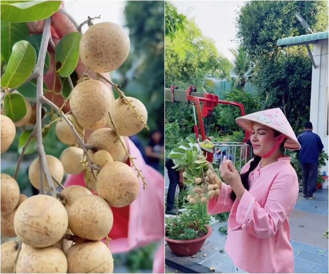 Sự kết hợp giữa thời tiết thuận lợi và kỹ thuật chăm sóc chu đáo đã mang lại một mùa thu hoạch trọn vẹn cho gia chủ. Việt Trinh hào hứng cầm trên tay những chùm nhãn tươi ngon vừa mới cắt xuống.