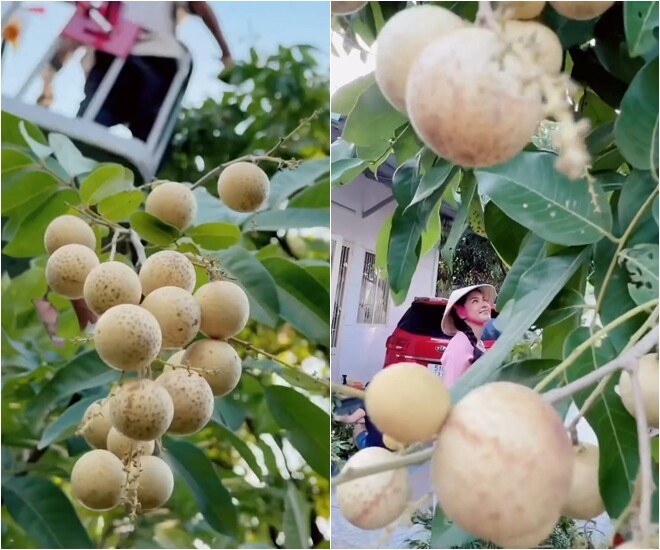 Chùm nhãn chín sai trĩu cành tỏa bóng mát ngay trước khoảng sân biệt thự. Khung cảnh thiên nhiên trù phú cùng nụ cười hạnh phúc của nữ chủ nhân nổi tiếng làm bừng sáng cả góc vườn.