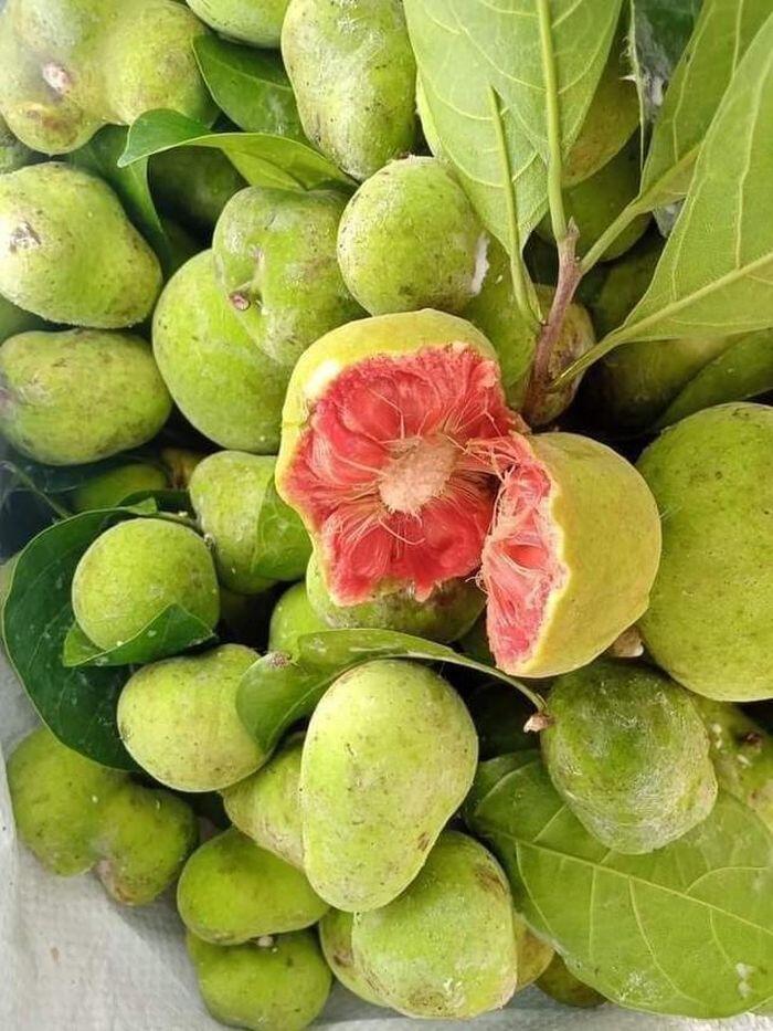 Loại quả xưa không ai ăn nay thành đặc sản giá 250.000 đồng/kg, tháng 7 âm lịch trồng trước nhà giúp chiêu tài, sung túc - 3