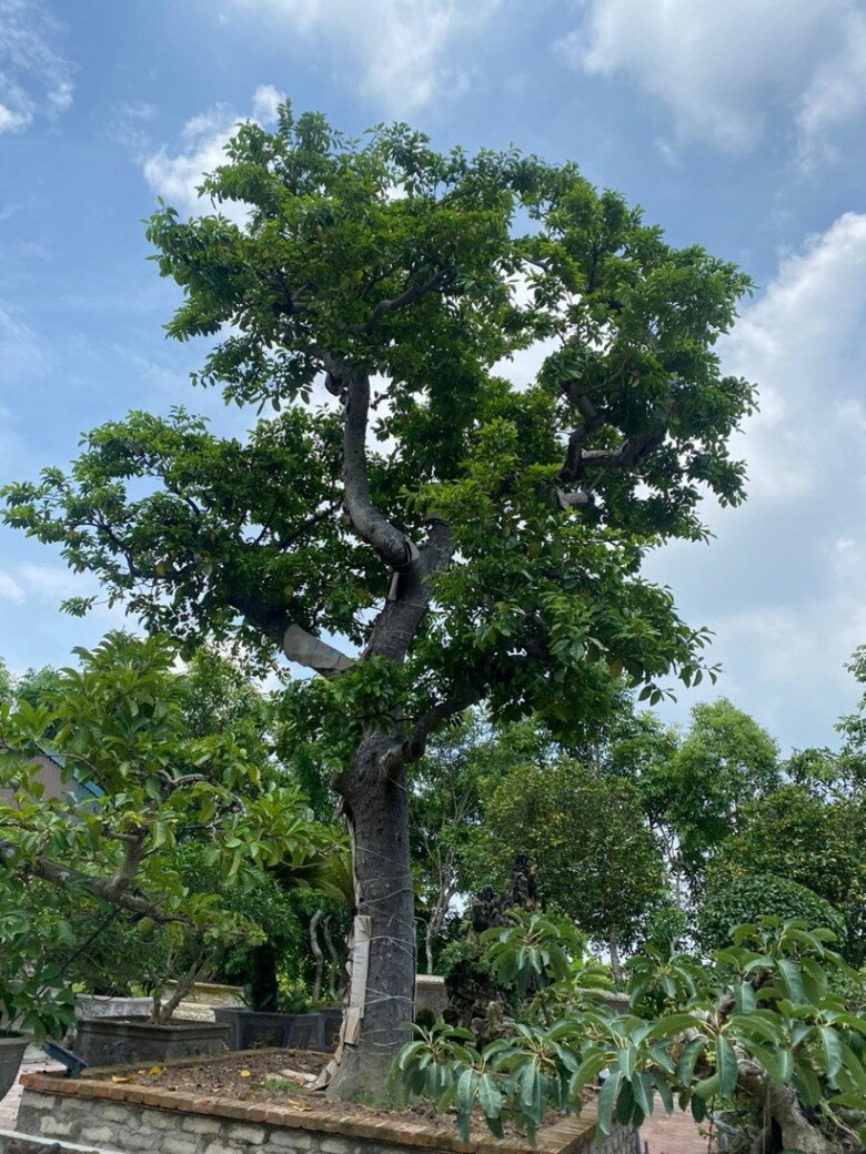 Loại quả xưa không ai ăn nay thành đặc sản giá 250.000 đồng/kg, tháng 7 âm lịch trồng trước nhà giúp chiêu tài, sung túc - 2
