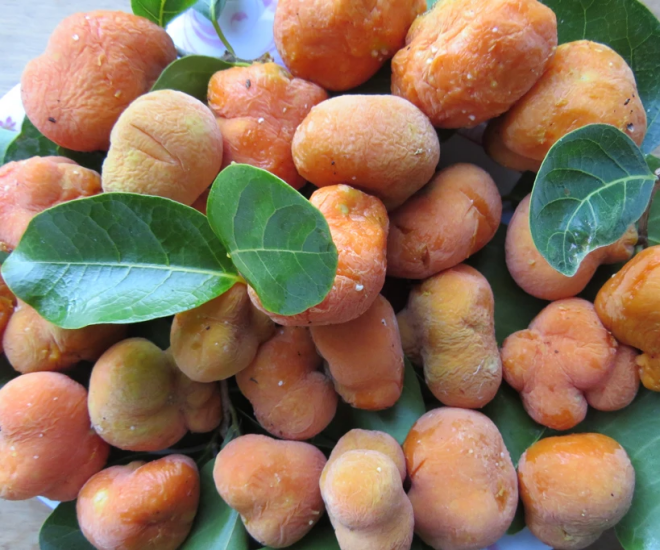 Loại quả xưa không ai ăn nay thành đặc sản giá 250.000 đồng/kg, tháng 7 âm lịch trồng trước nhà giúp chiêu tài, sung túc - 1