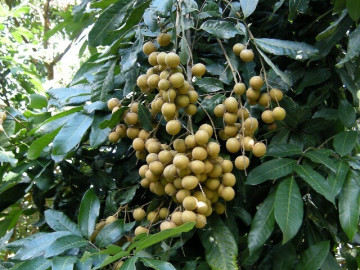 Loại quả đặc sản có ở Hưng Yên giá 300.000 đồng/kg, trồng một cây gia đình sung túc, thành vật báu gia truyền