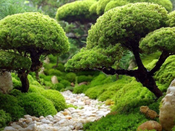 5 cây cảnh tựa kho báu xanh từ đại ngàn, cỏ dại hóa bonsai khí phách, chiêu tài, giữ lộc, gieo an yên cho tổ ấm