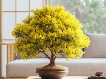 4 cây cảnh bonsai tỏa hương, đặt trong nhà công việc nở hoa, gia đình thêm lộc, trồng một cây thơm cả đời