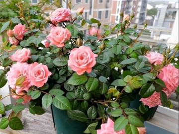 Nhà đẹp - Top 5 loài cây được mệnh danh là cây hạnh phúc cho không gian sống
