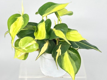 3 cây cảnh chiêu tài, mang năng lượng của ánh nắng, hút tài lộc, giữ của cải, gia đình viên mãn, sum vầy