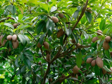 Loại quả đặc sản có ở Đồng Tháp, giá 70.000 đồng/kg, trồng một cây thu hoạch quanh năm, gia đạo êm ấm