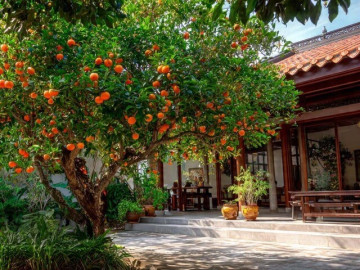 4 cây cảnh phúc lành, hoa thơm ngát, quả ngọt ngon, trồng trước cửa nhà thắp lên an yên cả 4 mùa