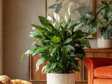 Nhà đẹp - 4 cây cảnh trong nhà dễ sống nhất 2026, đặt đúng góc phòng khách, vừa tươi đẹp vừa hút tài lộc, chiêu bình an