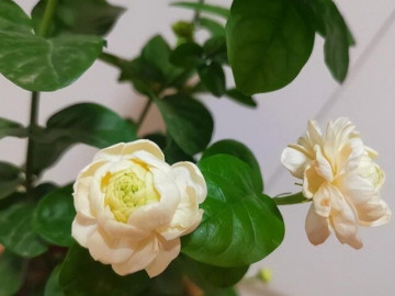 Tại sao ngày càng nhiều người từ chối trồng hoa nhài? Loại hoa này được ưa chuộng hơn vì thơm như nước hoa lại dễ trồng