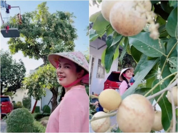 Việt Trinh nhờ xe cẩu tới thu hoạch nhãn trong biệt thự nhà vườn 3.000m2, thích mê khi cây trái được mùa
