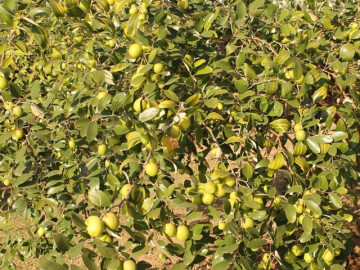 Loại quả lọt top tốt trên thế giới chỉ có ở Hải Phòng, giá 100.000 đồng/kg, càng sai quả tài lộc càng vượng