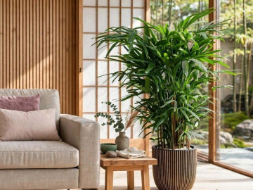 Nhà đẹp - 3 cây cảnh bình an, trồng trong nhà, hè không lo khô nóng, gia đình đón phúc lành, tài lộc tự nhiên đến