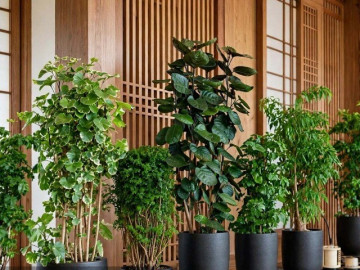 Nhà đẹp - 3 cây cảnh Thần Tài gác cổng túi tiền cho gia chủ, trồng trong nhà, giữ gìn vận may, tài lộc cho đời sau