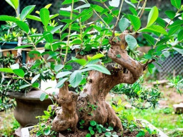 Nhà đẹp - Loại quả đặc sản có ở Quảng Ninh giá 35.000 đồng/kg, trồng một lần ăn nhiều năm, vào chậu làm bonsai giúp chiêu tài