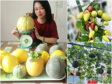 Nhà đẹp - Mẹ đảm TP.HCM đầu tư tiền tỷ làm vườn sân thượng 80m² suốt hơn 10 năm, sưu tầm gần 90 giống hồng táo