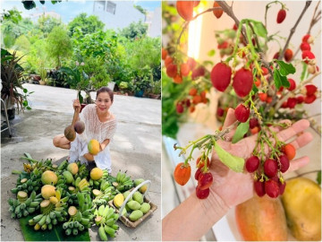 Nhà đẹp - Nữ ca sĩ là Phó chủ tịch tập đoàn nhưng thích làm "nông dân", trồng giống quả độc lạ có giá đến 30-40 triệu/cây