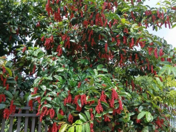 Loại quả dại nay thành đặc sản giá 80.000 đồng/kg, trồng trong nhà giúp hút lộc, vào chậu làm bonsai giá tiền triệu