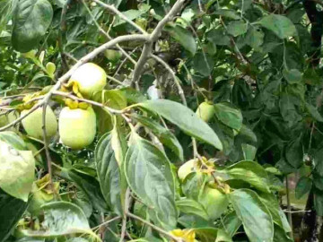 Nhà đẹp - Loại quả đặc sản có ở Thái Nguyên giá 170.000 đồng/kg, trồng trong sân nhà ăn suốt nhiều năm, còn chiêu tài hút lộc